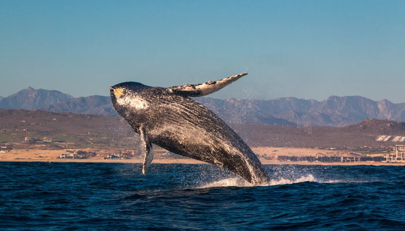 Avistamiento de ballena en la zona marina de Punta de Choros, Región de Coquimbo