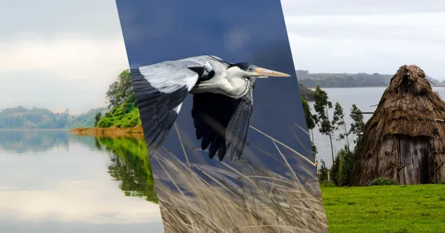 Collage del Lago Budi: aves silvestres en la laguna costera, comunidad mapuche local y paisaje del único lago salado de Chile