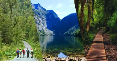 Collage del Parque Alerce Andino: Laguna Triángulo rodeada de bosque, alerce milenario y sendero en la selva templada de Los Lagos