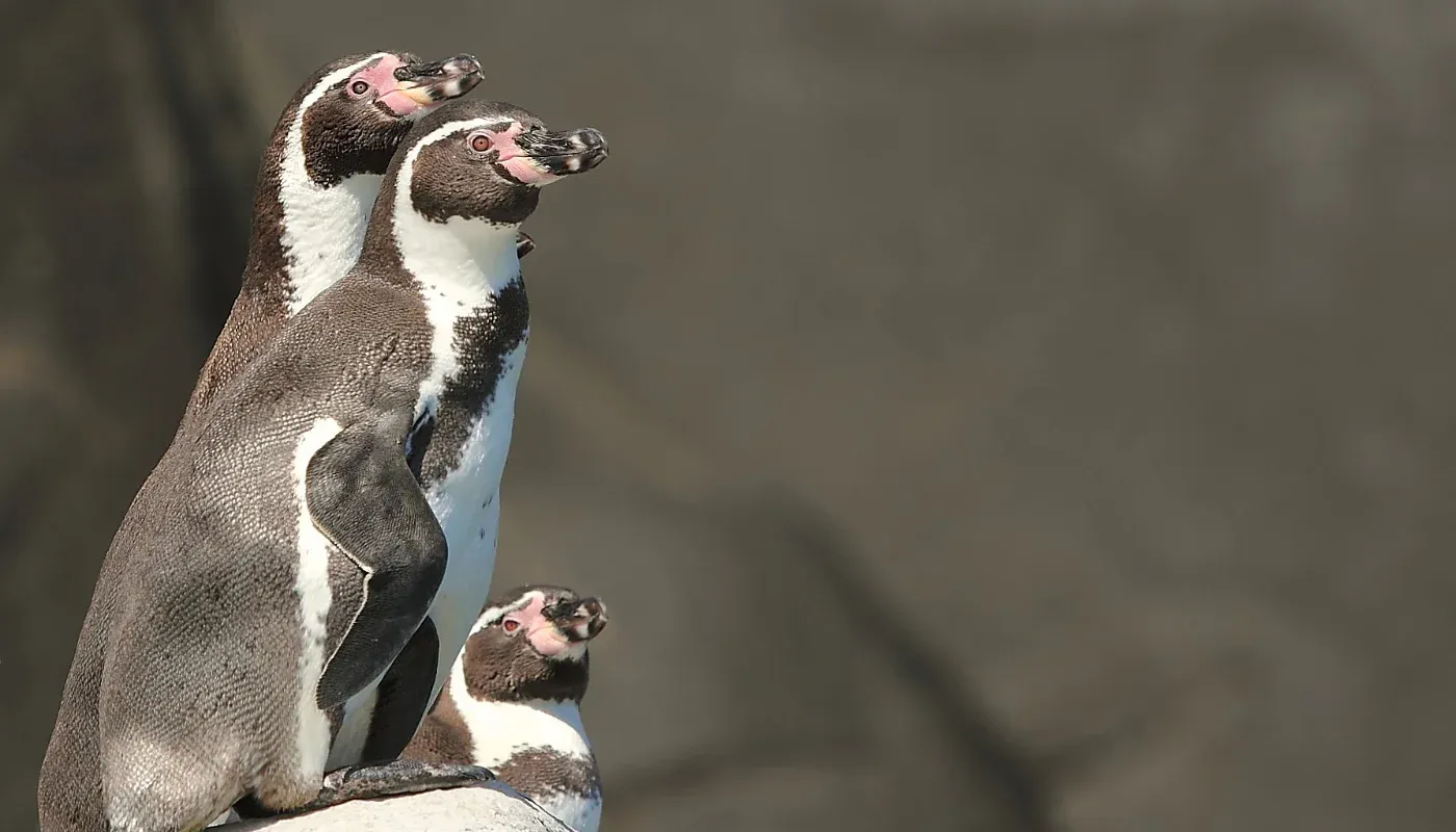 Colonia de pingüinos de Humboldt en Isla Choros, Reserva Nacional Pingüino de Humboldt, Punta de Choros