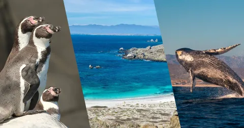 Collage de Punta de Choros: colonia de pingüinos de Humboldt, delfines en el mar y playa de la Isla Damas en Coquimbo