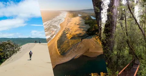 Collage de la Reserva Costera Valdiviana: playa de Colún con olas del Pacífico, dunas de arena y bosque costero valdiviano